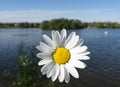 Wild Oxeye Daisy Flower