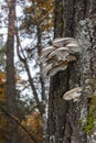 Wild oyster mushroom on a pine trunk close-up