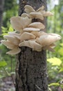 Wild oyster mushrooms Royalty Free Stock Photo