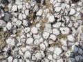 Wild oysters attached on rocky reef at low tide