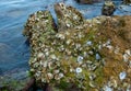 Wild oysters on rocks and piers near the shore in the Gulf of Mexico, Florida