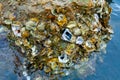 Wild oysters on rocks and piers near the shore in the Gulf of Mexico, Florida