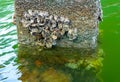 Wild oysters on rocks and piers near the shore in the Gulf of Mexico, Florida