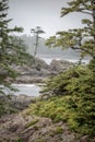 Wild Pacific Trail in Ucluelet, Vancouver Island, British Columbia Canada Royalty Free Stock Photo