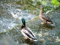 Wild pair of ducks staying on the edge of the lake Royalty Free Stock Photo