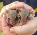 Wild pair of southern flying squirrel - Glaucomys volans - being held in the hands of a woman. Small brown nocturnal mammal found