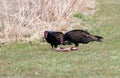 Two turkey vultures eating carcass