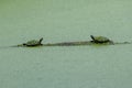 Two turtles sitting on log in water covered in algae Royalty Free Stock Photo