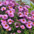 Wild pale purple Michaelmas Daisies Royalty Free Stock Photo