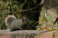 Pallas squirrel Royalty Free Stock Photo