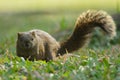 Pallas`s squirrel Royalty Free Stock Photo