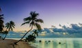 Wild Palm: Islamorada, Florida Royalty Free Stock Photo