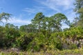 Wild palm trees on Gulf coast of Florida