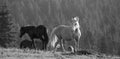 Wild palomino wild horse stallion in the Rocky Mountains of the western USA - black and white