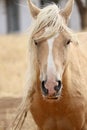Wild Palomino Stallion American Mustang Wild horse headshot facing Royalty Free Stock Photo