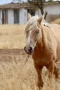 Wild Palomino Stallion American Mustang Wild horse