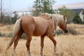 Wild Palomino Stallion American Mustang Wild horse roaming
