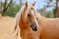 Wild Palomino Stallion American Mustang Wild horse closeup