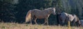 Wild Palomino Stallion in the Pryor Mountains in Montana United States
