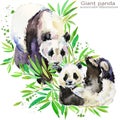 Panda hand draw watercolor illustration.