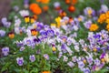 Wild pansies in different carpet colors Colorful decoration of blooming heart flowers or violas or pansies with blurred background Royalty Free Stock Photo