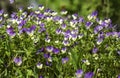 Wild pansies, Viola tricolor, blooming on a rock Royalty Free Stock Photo