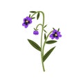 Wild pansy, field flower. Heartsease, meadow floral plant. Gentle wildflower branch. Viola tricolor, fragile blooms Royalty Free Stock Photo