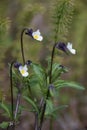 Wild pansy flowers blooming in the forest.