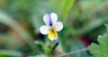 Wild Pansy Heartsease, Viola Arvensis, soft light Violacea, spring background, soft light