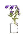 Wild pansy three faces in a hood or love-in-idleness in a glass vessel on a white background