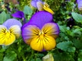 Viola tricolor, Johnny Jump up, yellow pansy