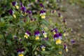 Wild pansy, Viola tricolor, Johnny Jump up, heartsease, heart`s delight, tickle-my-fancy, come-and-cuddle-me, three faces in a