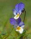 Wild pansy, Viola tricolor