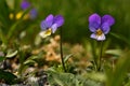 Wild pansy, Viola tricolor