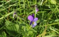 Wild Pansy