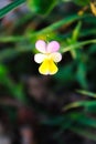 Wild pansy Viola tricolor, yellow pansy, hearts ease, heart`s ease, heart`s delight, tickle-my-fancy, three faces in a hood Royalty Free Stock Photo