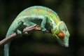 Wild panther chameleon of Madagascar Royalty Free Stock Photo