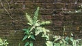 Wild pants grows on the damp wall