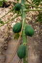 wild Papaya (Carica papaya) fruit and plant