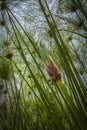 Wild Papyrus plants close-up