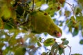 Wild parakeets Aratinga acuticaudata on branches of tree in park. Wild life in city Royalty Free Stock Photo
