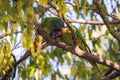 Wild parakeets Aratinga acuticaudata on branches of tree in park. Wild life in city Royalty Free Stock Photo