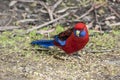 Wild parrot with red and blue feathers, Australia