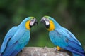 Wild parrot bird, blue parrot Great-Green Macaw, Ara ambigua Royalty Free Stock Photo