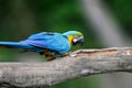 Wild parrot bird, blue parrot Great-Green Macaw, Ara ambigua Royalty Free Stock Photo