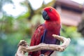 Wild parrot bird. Colorful parrot in Bali zoo, Indonesia.
