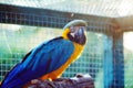 Wild parrot bird, gold-blue parrot Macaw, Ara ambigua. Royalty Free Stock Photo