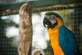 Wild parrot bird, gold-blue parrot Macaw, Ara ambigua. Royalty Free Stock Photo