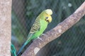 Wild parrot bird, green parrot Great-Green Macaw, Ara ambigua. Wild rare bird in the nature habitat. Green big parrot sitting on Royalty Free Stock Photo