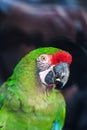 Wild parrot bird, green parrot Great-Green Macaw, Ara ambigua. Green big parrot sitting on the branch Royalty Free Stock Photo